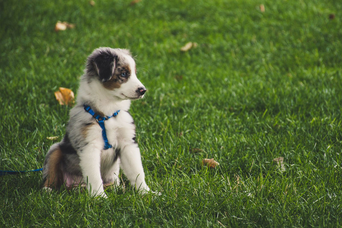 A young puppy wearing its first handmade leather collar with a leash clipped on, resting on a wood floor