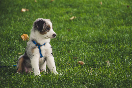 A young puppy wearing its first handmade leather collar with a leash clipped on, resting on a wood floor