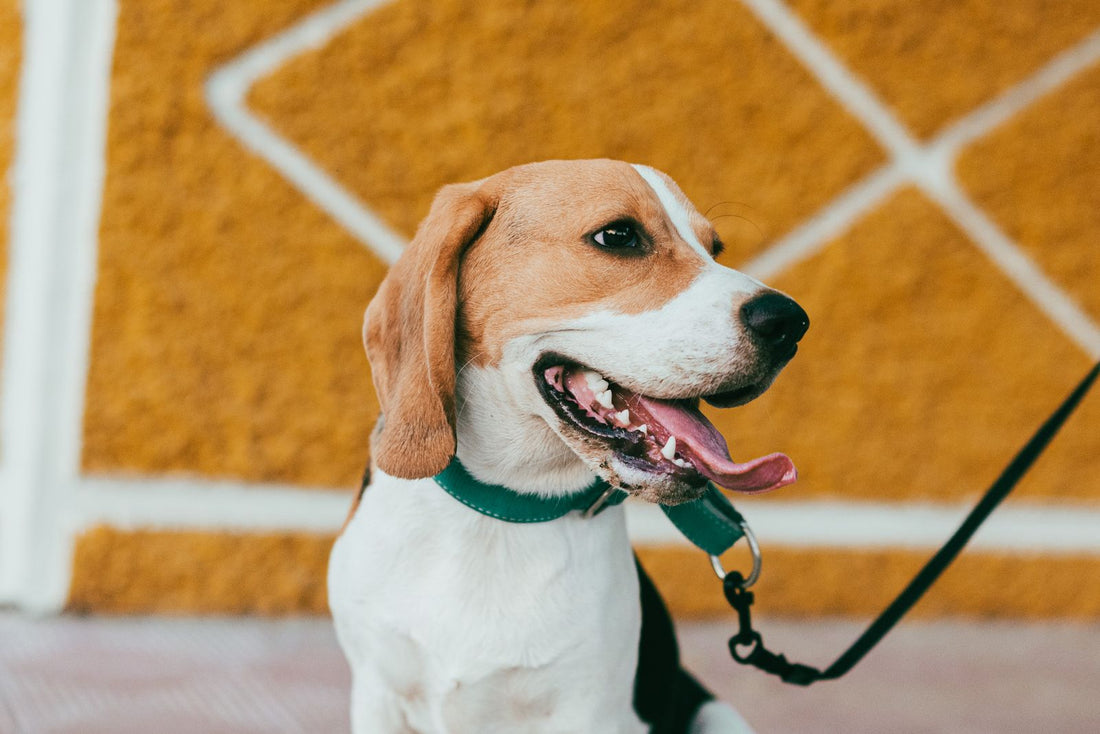 Handmade dog collar with the dog's name and phone number embroidered into the webbing, worn by a dog outdoors