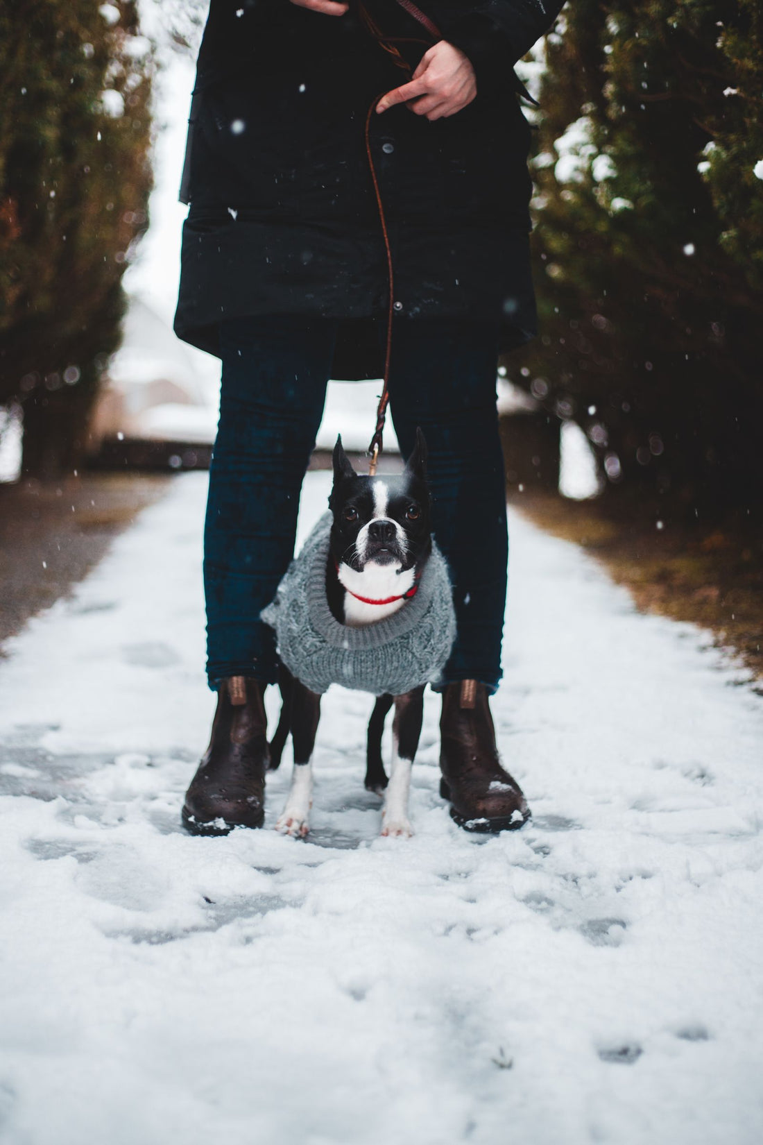 A thin-coated dog wearing a fitted water-resistant coat on a wet, windy walk outdoors in low winter light