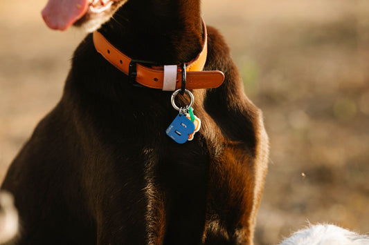 A medium-sized dog wearing a wide full-grain leather collar with a solid brass buckle, sitting outdoors in soft daylight