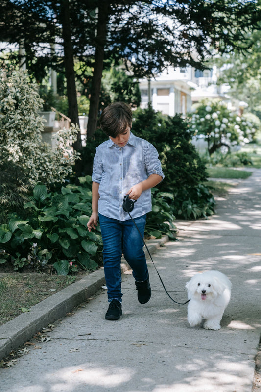 A medium-sized dog walking on a leash outdoors wearing a handcrafted harness on a calm morning path