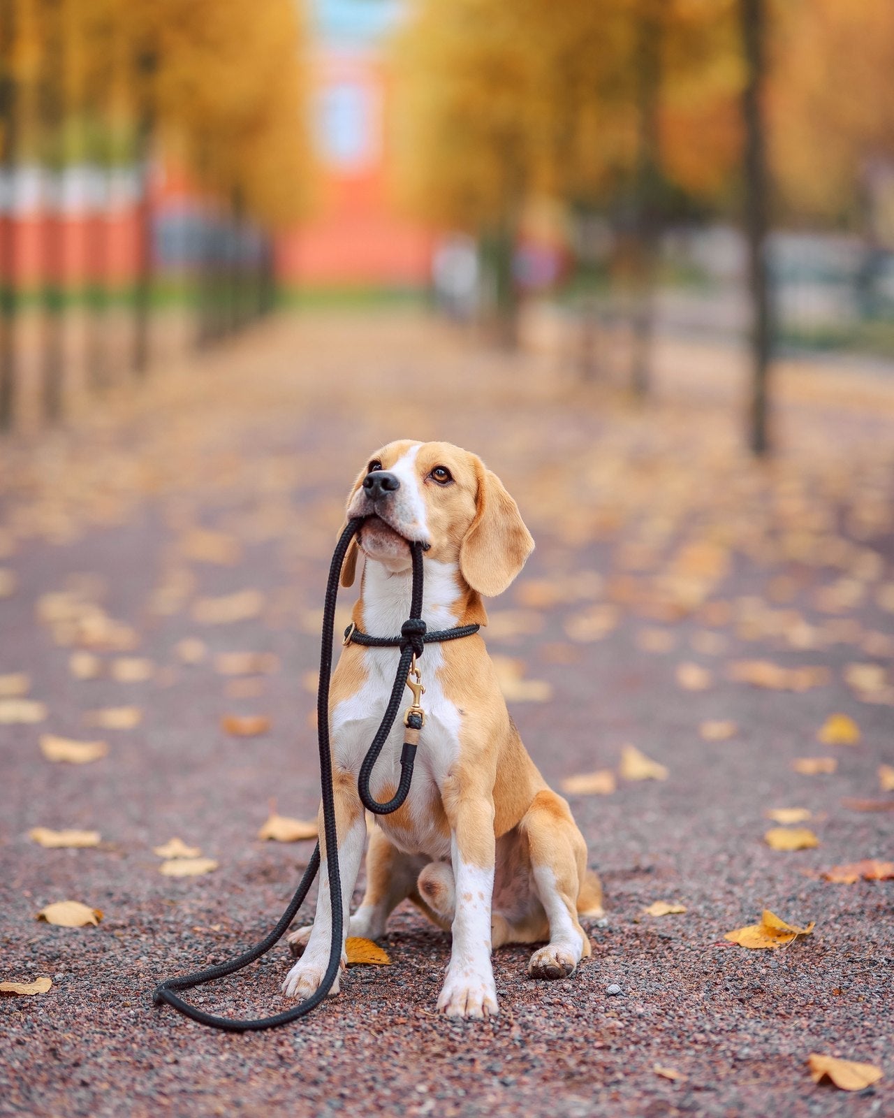 Leashes