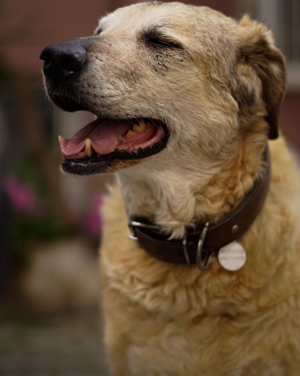 Personalized Collars