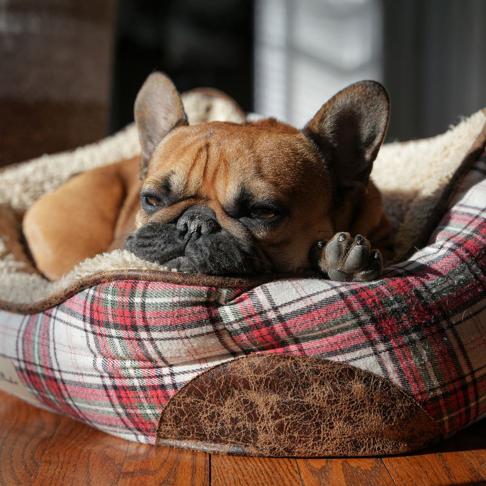 @frank.thefrenchie