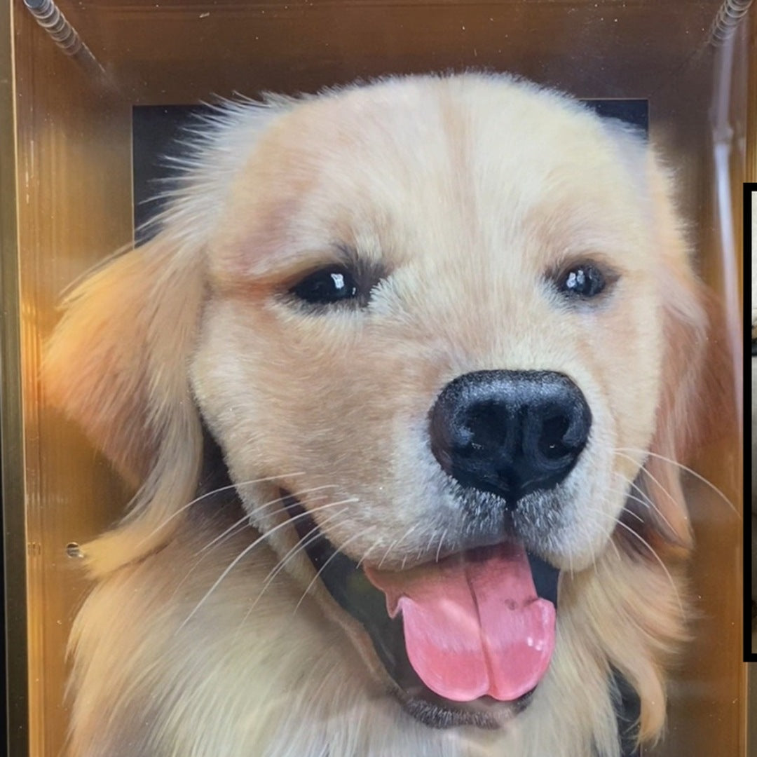 Golden retriever hand-painted 3D pet portrait in a gold acrylic frame